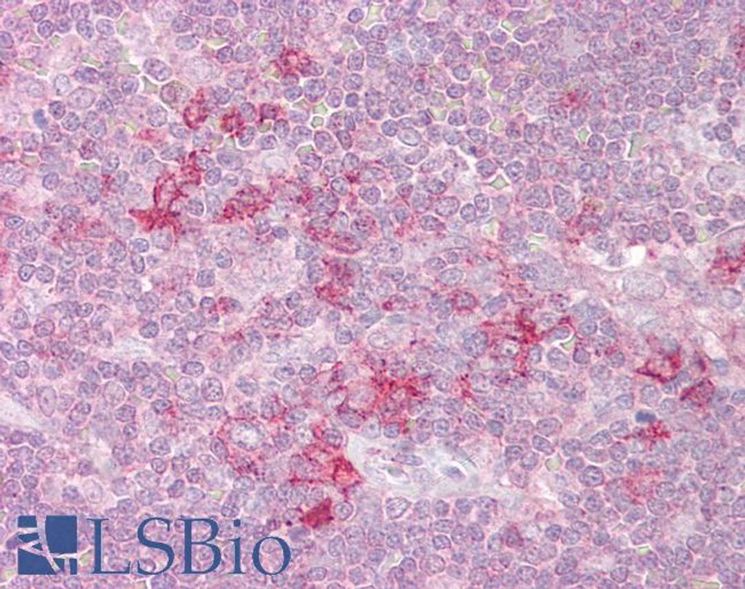 46-320 (2.5ug/ml) staining of paraffin embedded Human Thymus. Steamed antigen retrieval with citrate buffer pH 6, AP-staining.