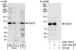 Detection of human CDC27 by western blot and immunoprecipitation.