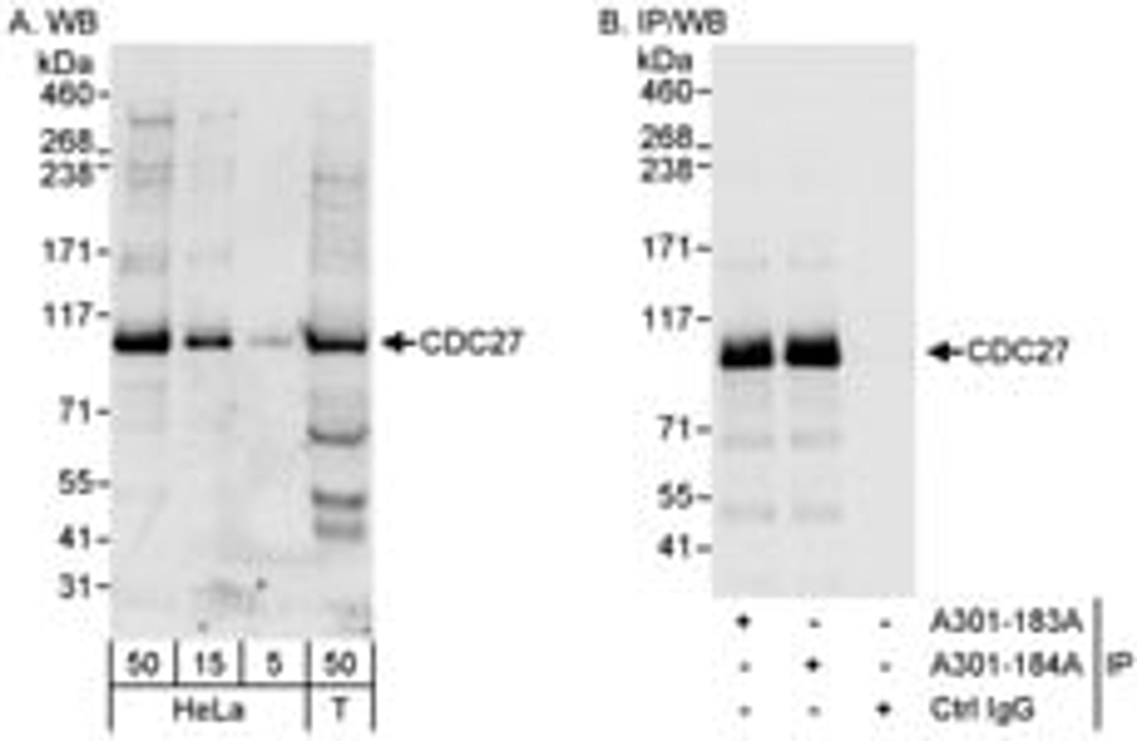 Detection of human CDC27 by western blot and immunoprecipitation.