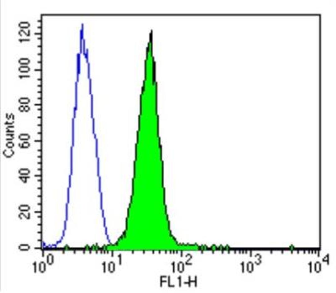 Flow Cytometry: CACNA1S Antibody (1A) [NB300-542] - Flow cytometry analysis of Dihydropyridine Receptor alpha-1 in U251 cells (green) compared to an isotype control (blue). Cells were harvested, adjusted to a concentration of 1-5x10^6 cells/ml, fixed with 2% paraformaldehyde and washed with PBS.