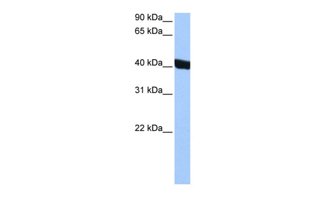 Antibody used in WB on Human HepG2 at 0.2-1 ug/ml.