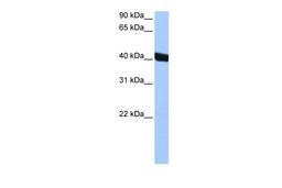 Antibody used in WB on Human HepG2 at 0.2-1 ug/ml.