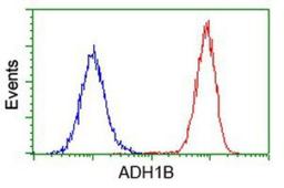 Flow Cytometry: alcohol dehydrogenase 1B Antibody (4F12) [NBP2-00649] - Analysis of Hela cells, using anti-alcohol dehydrogenase 1B antibody, (Red), compared to a nonspecific negative control antibody (Blue).