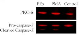 Western blot analyses for PKC-?, Caspase-3 and GAPDH protein expression in MCF-7 cell line