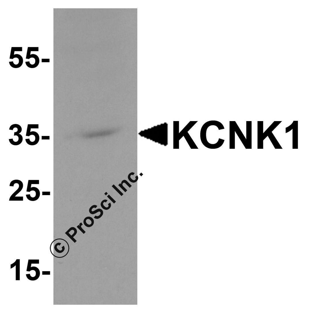 Western blot analysis of KCNK1 in 3T3 cell lysate with KCNK1 antibody at 1 μg/ml.
