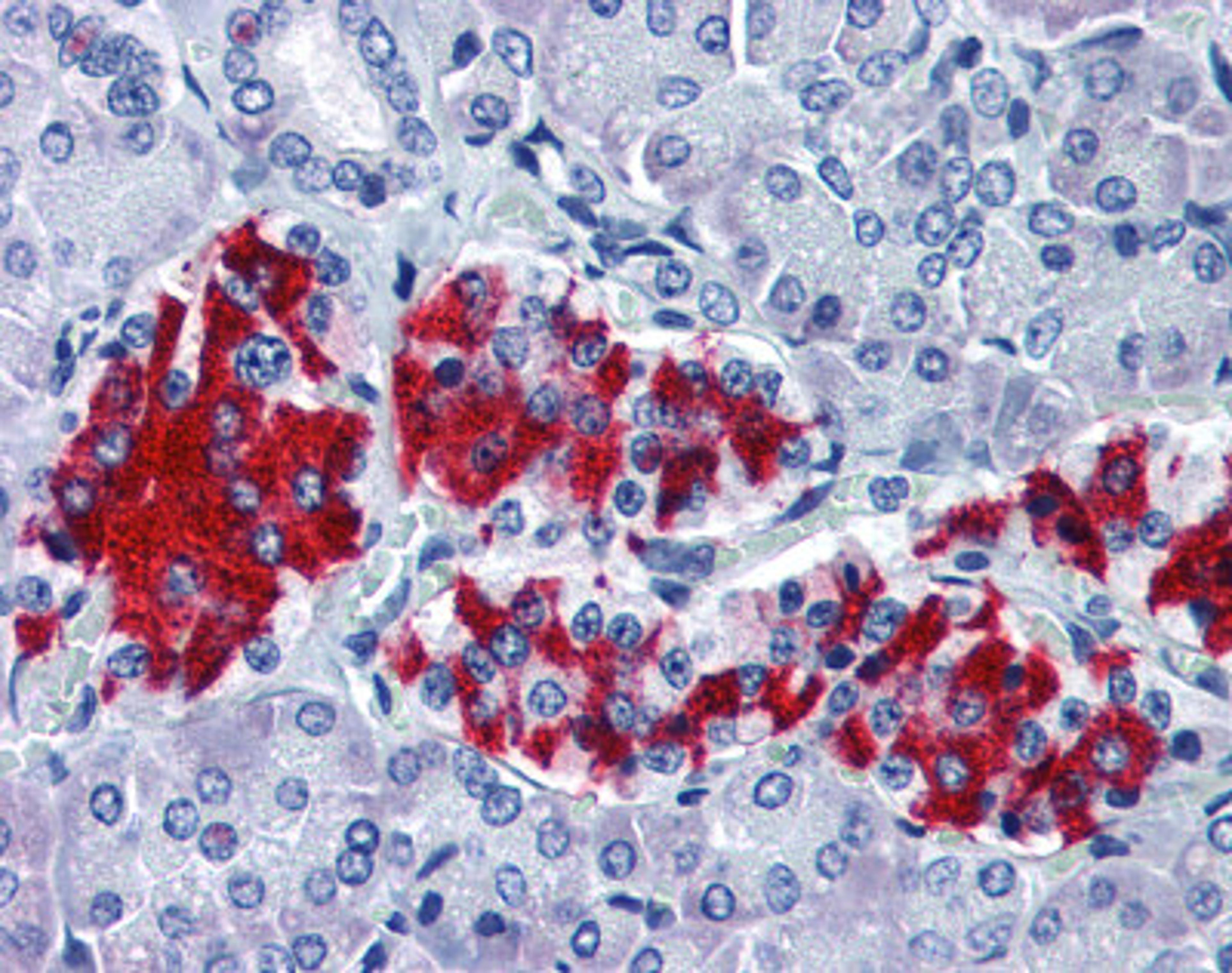 Immunohistochemistry staining of GNAI1 in pancreas tissue using GNAI1 monoclonal Antibody.