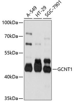 Western blot - GCNT1 antibody (A10842)