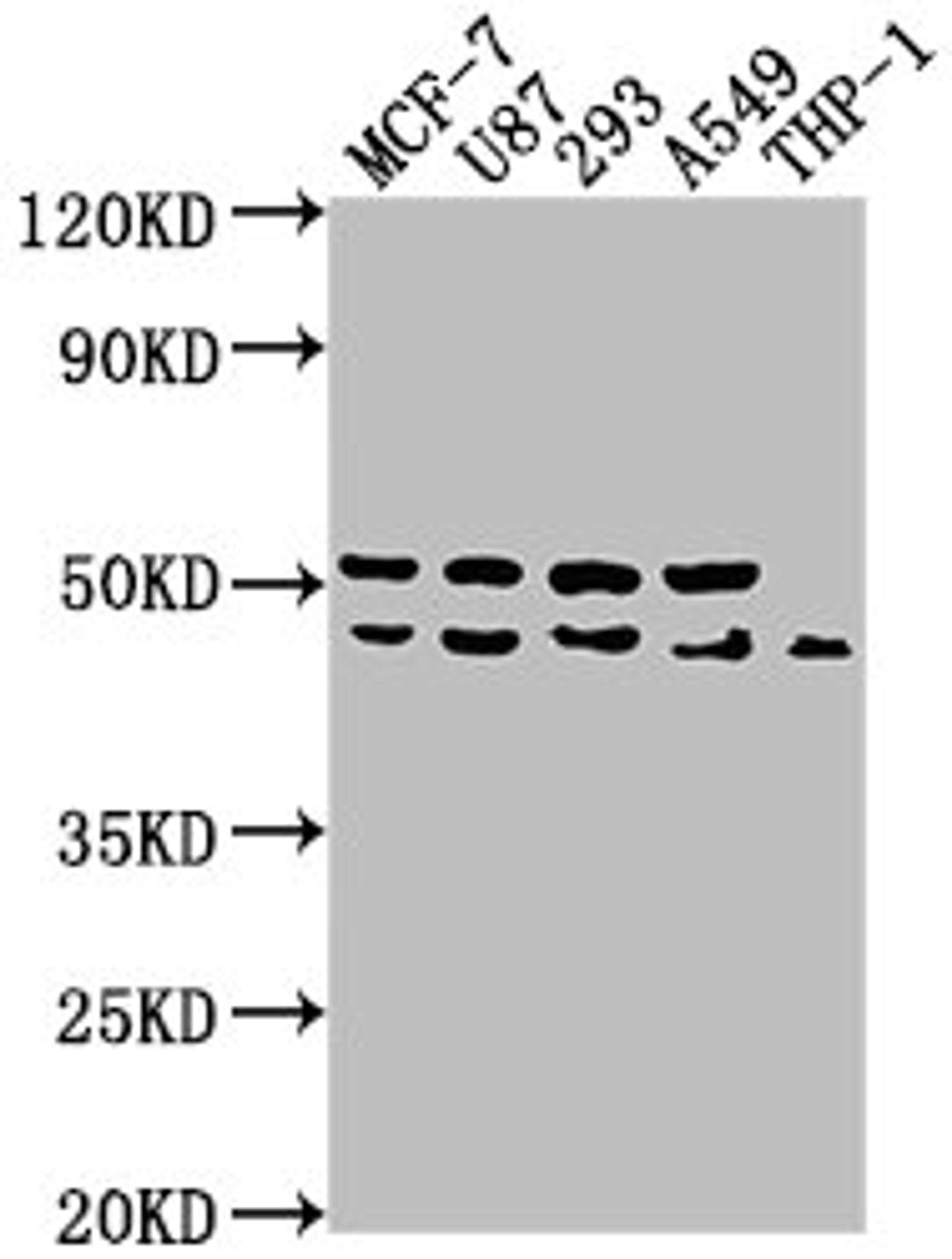 Western Blot. Positive WB detected in: MCF-7 whole cell lysate, U87 whole cell lysate, 293 whole cell lysate, A549 whole cell lysate, THP-1 whole cell lysate. All lanes: WDR73 antibody at 1:1000. Secondary. Goat polyclonal to rabbit IgG at 1/50000 dilution. Predicted band size: 42 kDa. Observed band size: 42 kDa. 