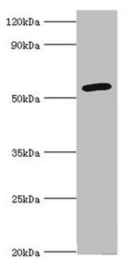 Western blot. All lanes: Cytochrome P450 2F1 antibody at 8ug/ml + A549 whole cell lysate. Secondary. Goat polyclonal to rabbit IgG at 1/10000 dilution. Predicted band size: 56, 37 kDa. Observed band size: 56 kDa. 
