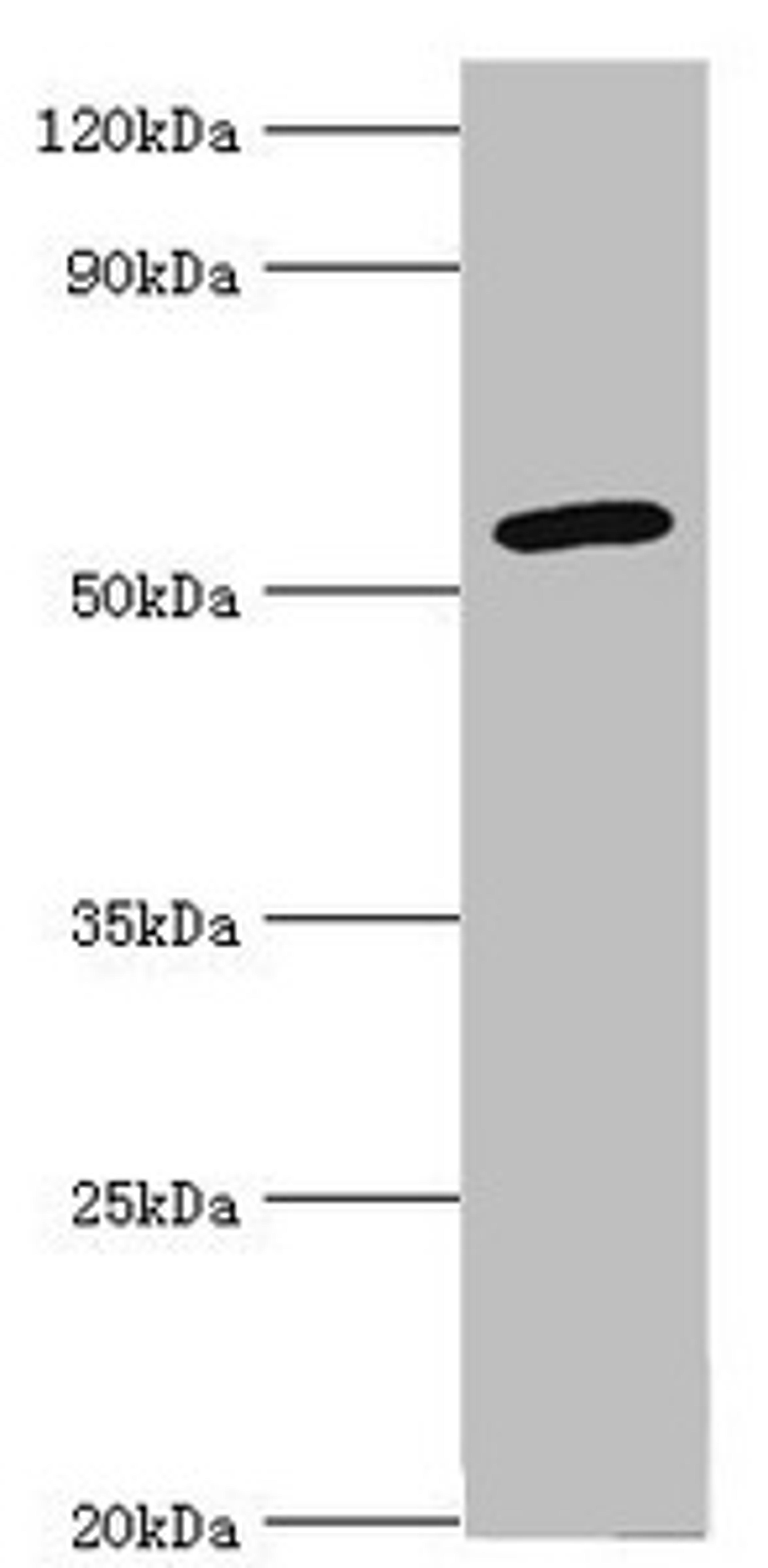 Western blot. All lanes: Cytochrome P450 2F1 antibody at 8ug/ml + A549 whole cell lysate. Secondary. Goat polyclonal to rabbit IgG at 1/10000 dilution. Predicted band size: 56, 37 kDa. Observed band size: 56 kDa. 