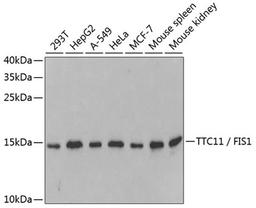 Western blot - TTC11 / FIS1 antibody (A5821)