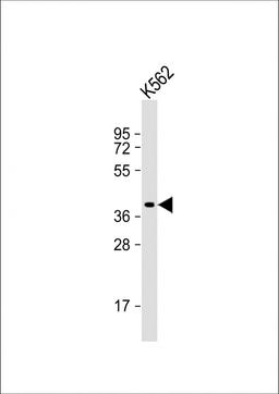 Western Blot at 1:1000 dilution + K562 whole cell lysate Lysates/proteins at 20 ug per lane.