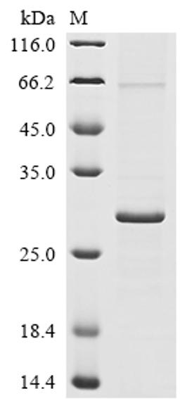 (Tris-Glycine gel) Discontinuous SDS-PAGE (reduced) with 5% enrichment gel and 15% separation gel.
