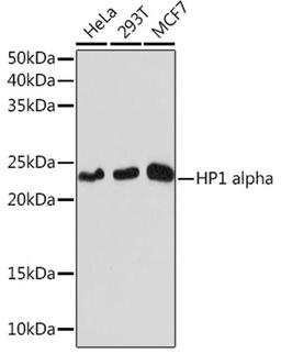 Western blot - HP1 alpha Rabbit mAb (A3741)
