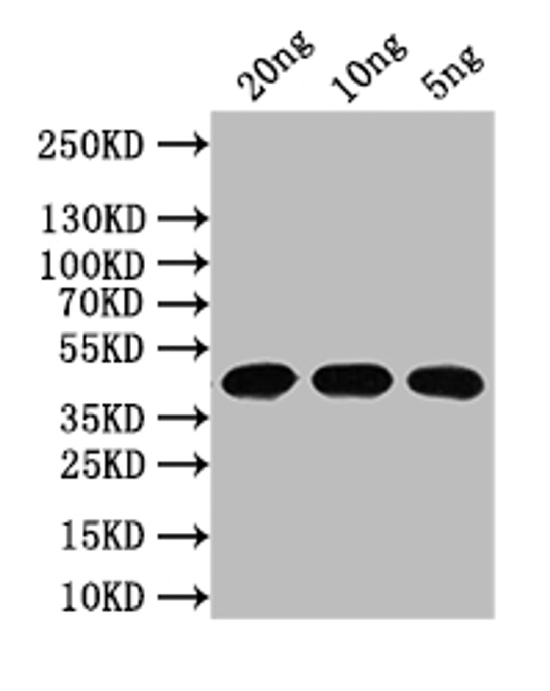 Western Blot. Positive WB detected in: recombinant protein. All lanes: N Antibody at 1:1000. Secondary. Goat polyclonal to rabbit IgG at 1/50000 dilution. Predicted band size: 44 kDa. Observed band size: 44 kDa. 