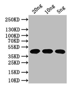 Western Blot. Positive WB detected in: recombinant protein. All lanes: N Antibody at 1:1000. Secondary. Goat polyclonal to rabbit IgG at 1/50000 dilution. Predicted band size: 44 kDa. Observed band size: 44 kDa. 