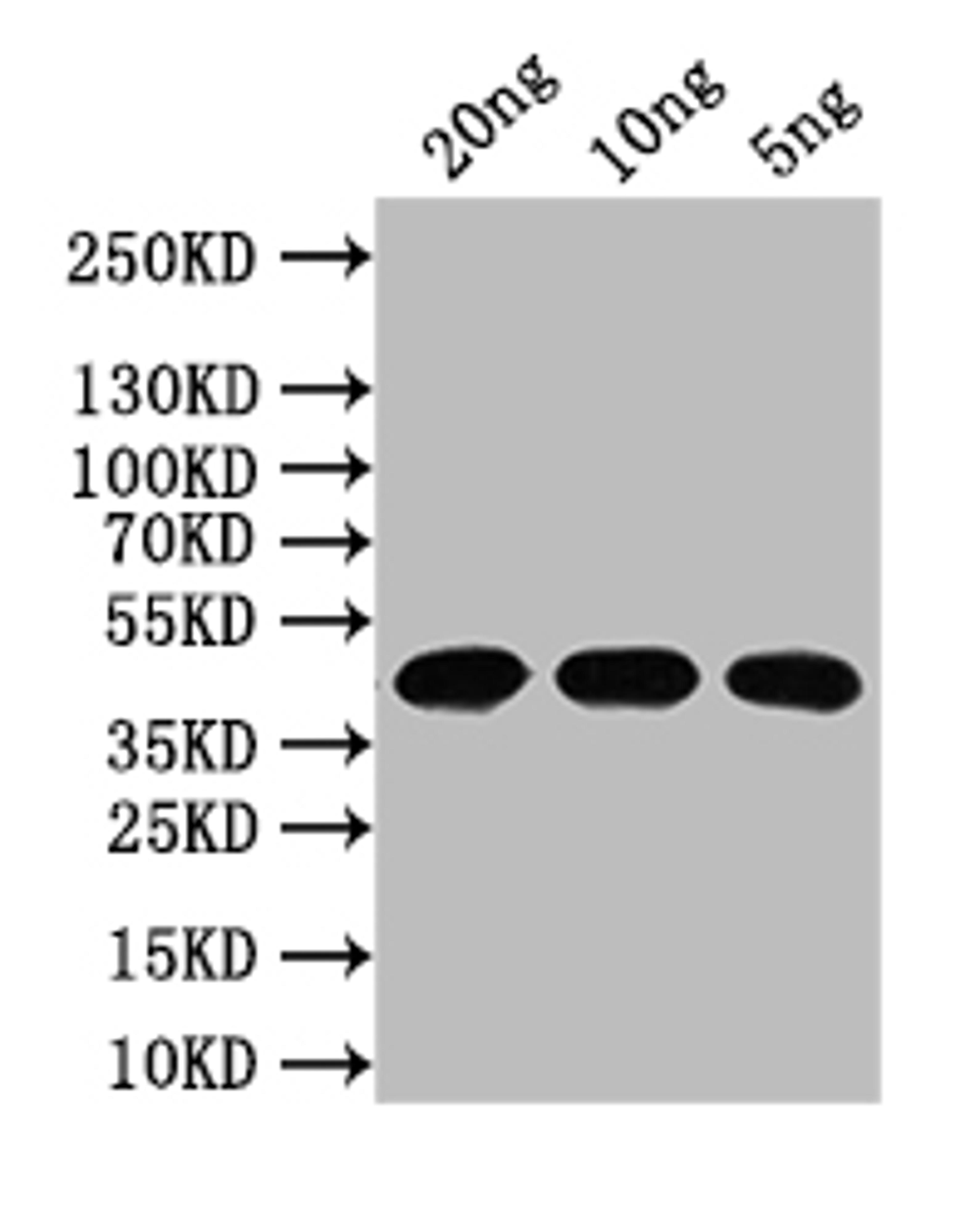 Western Blot. Positive WB detected in: recombinant protein. All lanes: N Antibody at 1:1000. Secondary. Goat polyclonal to rabbit IgG at 1/50000 dilution. Predicted band size: 44 kDa. Observed band size: 44 kDa. 