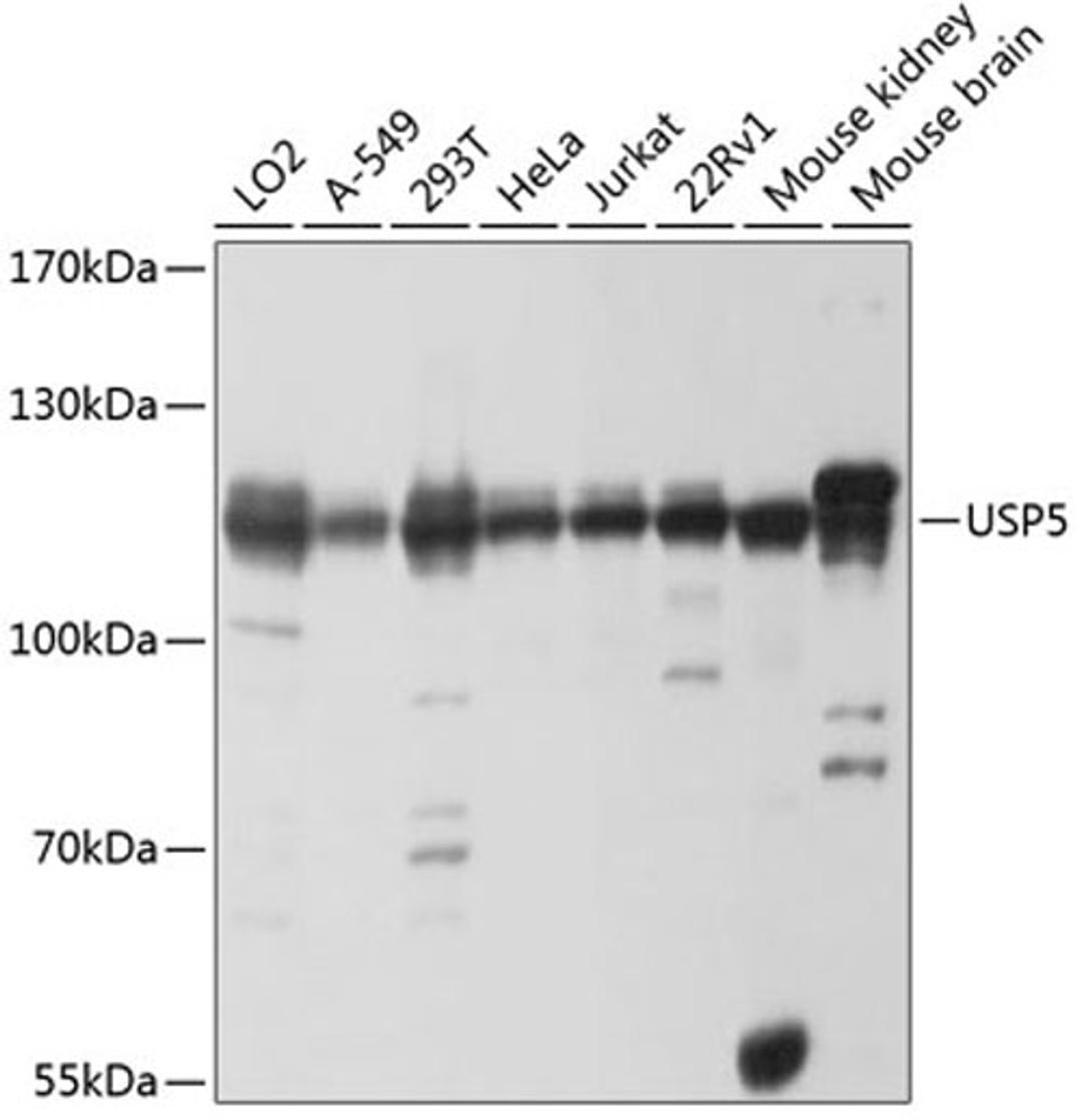 Western blot - USP5 antibody (A4202)