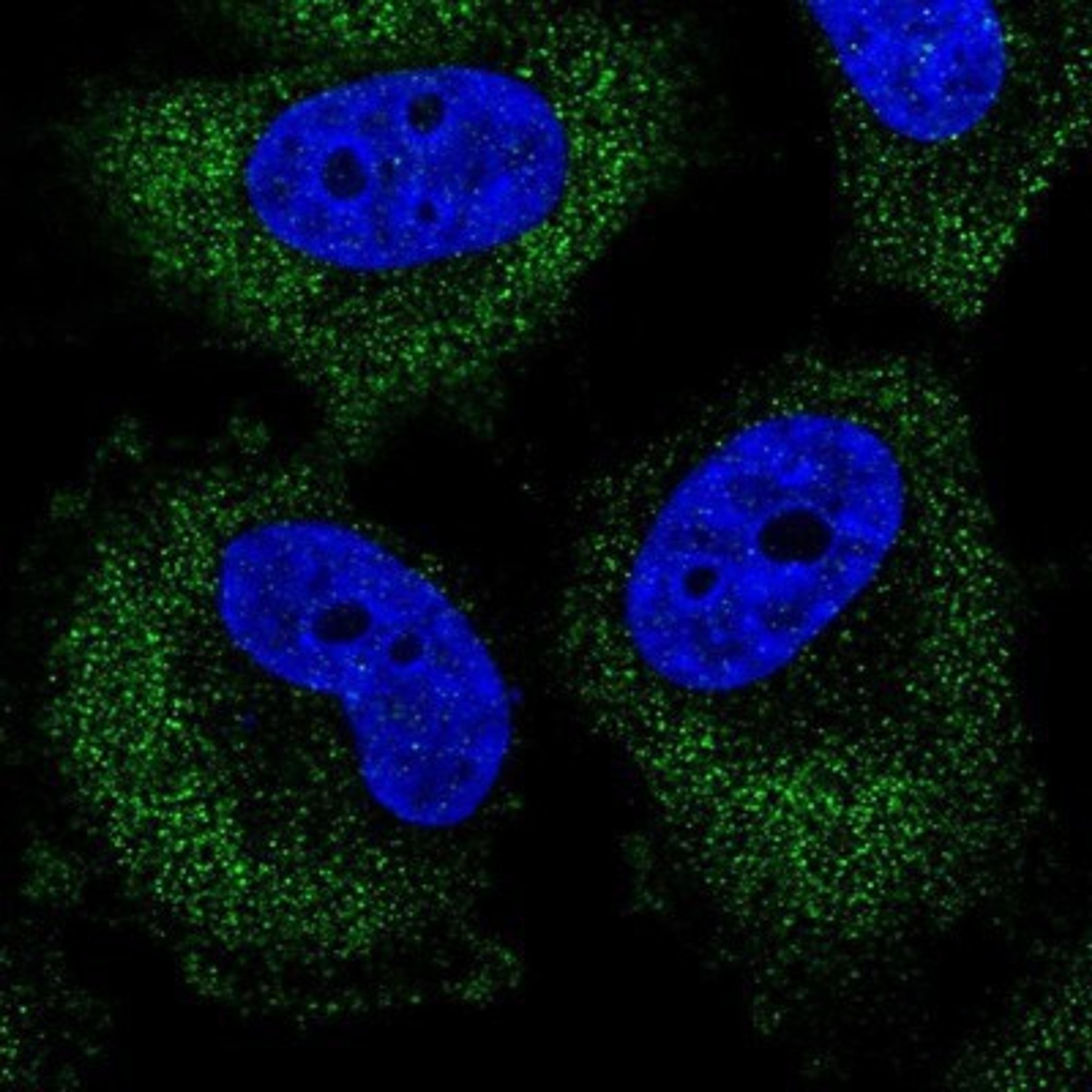 Immunocytochemistry/Immunofluorescence: PLEKHA7 Antibody [NBP1-85045] - Staining of human cell line U-251 MG shows positivity in cytoplasm.