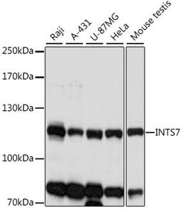 Western blot - INTS7 antibody (A16113)