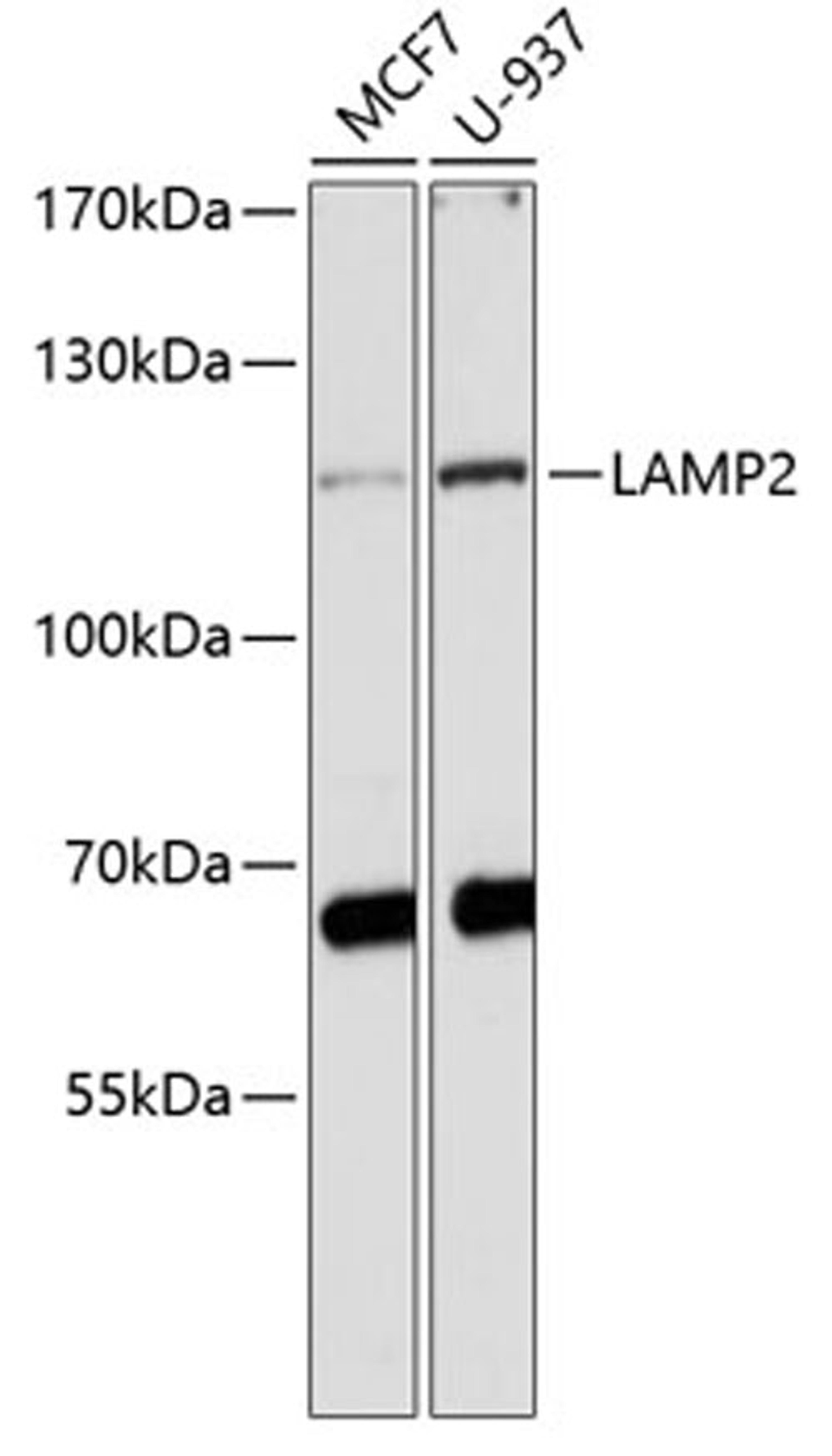 Western blot - LAMP2 antibody (A1961)