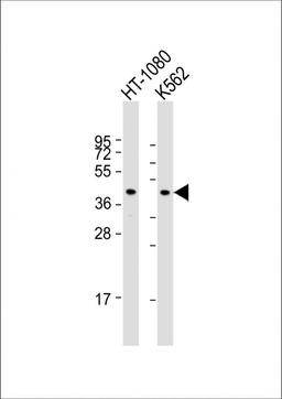 Western Blot at 1:1000 dilution Lane 1: HT-1080 whole cell lysate Lane 2: K562 whole cell lysate Lysates/proteins at 20 ug per lane.