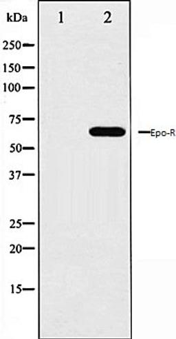 Western blot analysis of COS7 whole cell lysates using Epo-R antibody, The lane on the left is treated with the antigen-specific peptide.