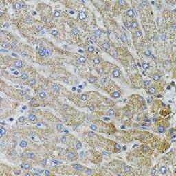 Immunohistochemical staining of mouse stomach tissue using MARVELD2 antibody