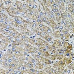 Immunohistochemical staining of mouse stomach tissue using MARVELD2 antibody
