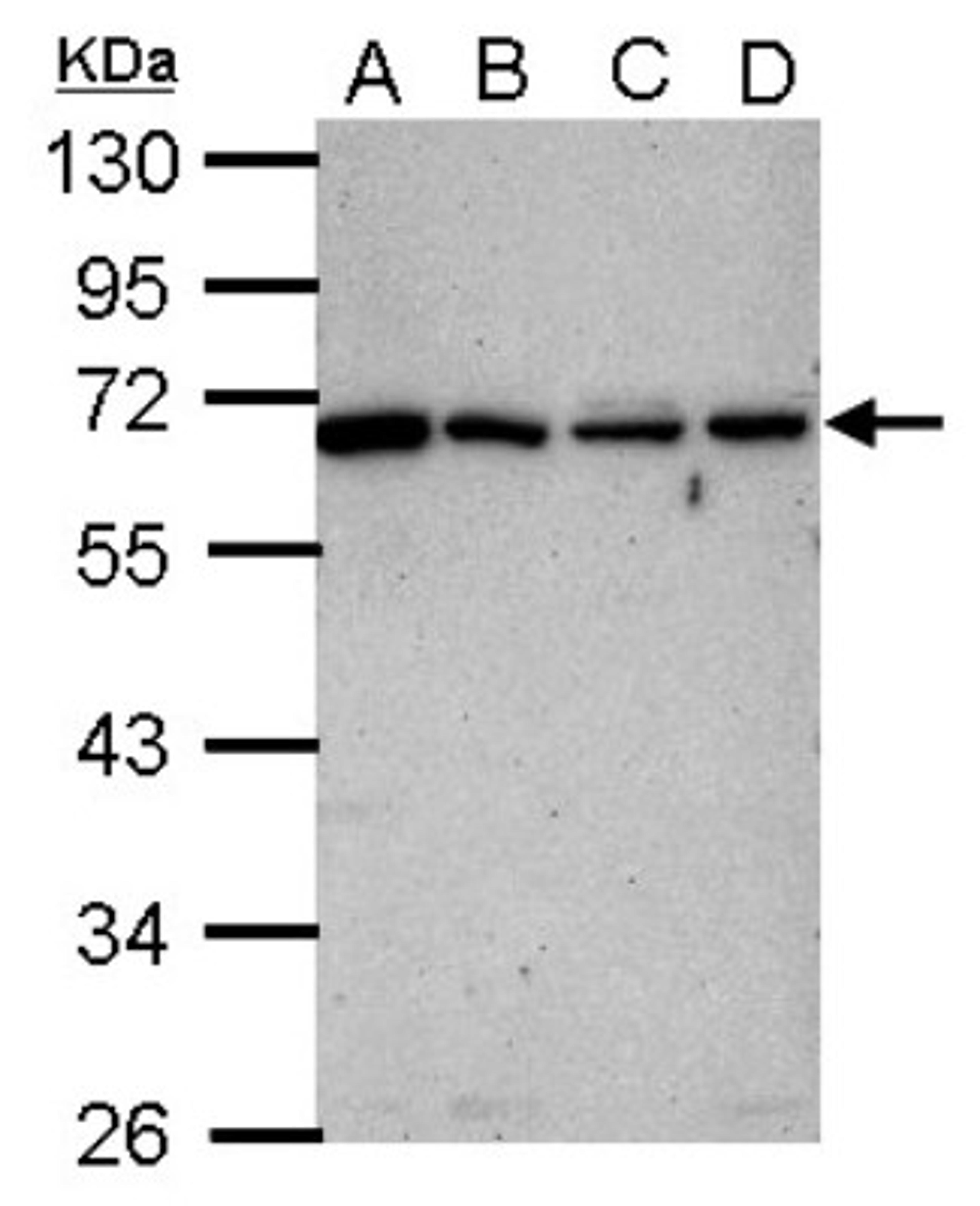 Western Blot: Fetuin Antibody [NBP2-16470] - Sample (30 ug of whole cell lysate) A: NT2D1 B: PC-3 C: U87-MG D: SK-N-SH 10% SDS PAGE gel, diluted at 1:1000.