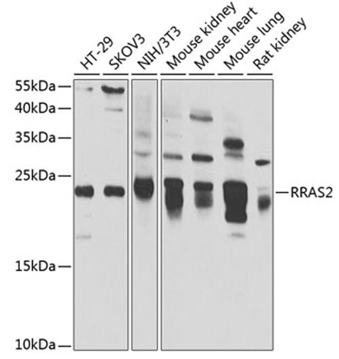 Western blot - RRAS2 antibody (A7076)