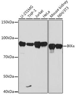 Western blot - IKKa antibody (A19694)