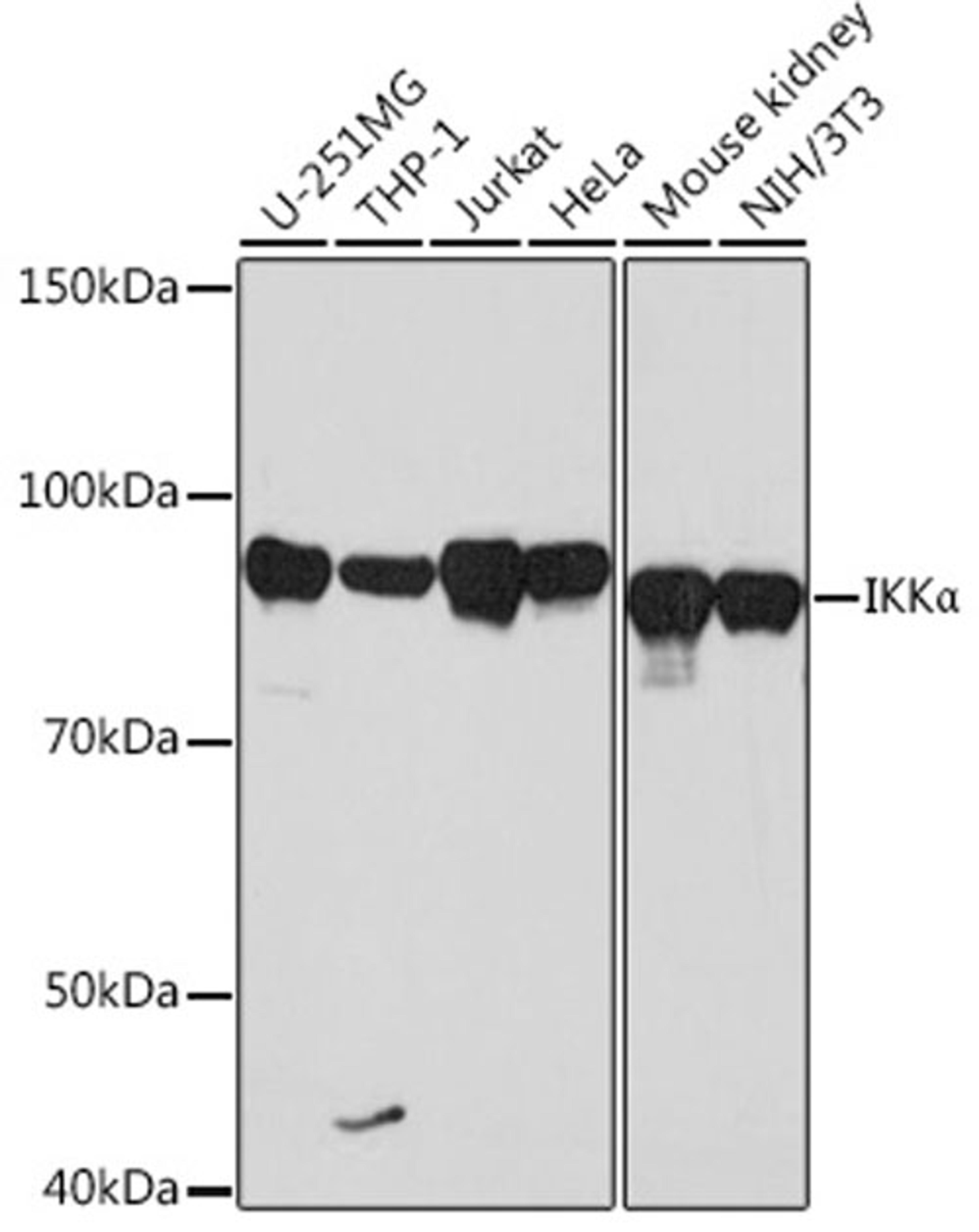 Western blot - IKKa antibody (A19694)