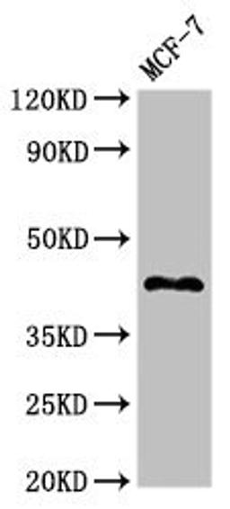 Western Blot. Positive WB detected in: MCF-7 whole cell lysate. All lanes: TMEM173 antibody at 2.7µg/ml. Secondary. Goat polyclonal to rabbit IgG at 1/50000 dilution. Predicted band size: 43 kDa. Observed band size: 43 kDa
