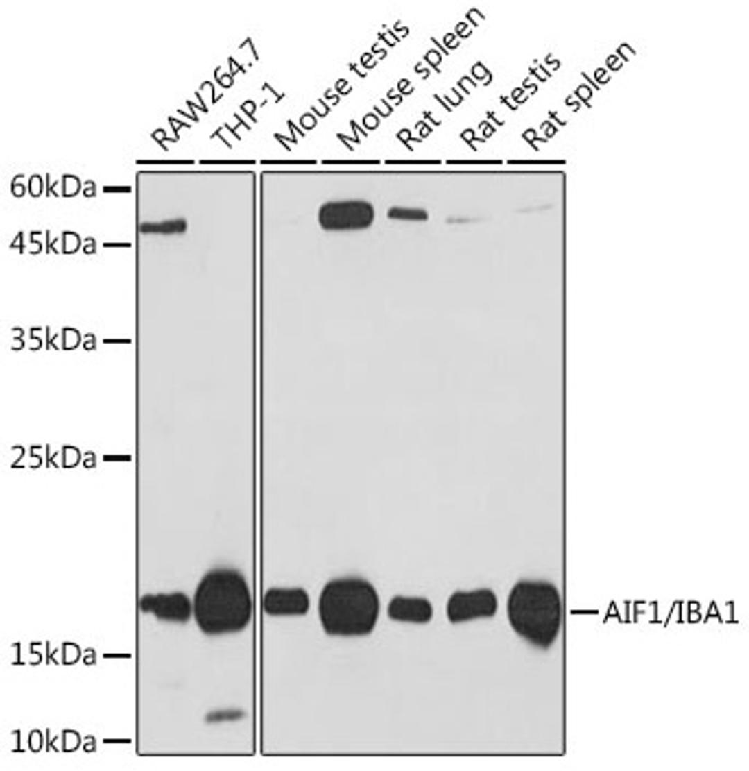 Western blot - AIF1/IBA1 Rabbit mAb (A19776)