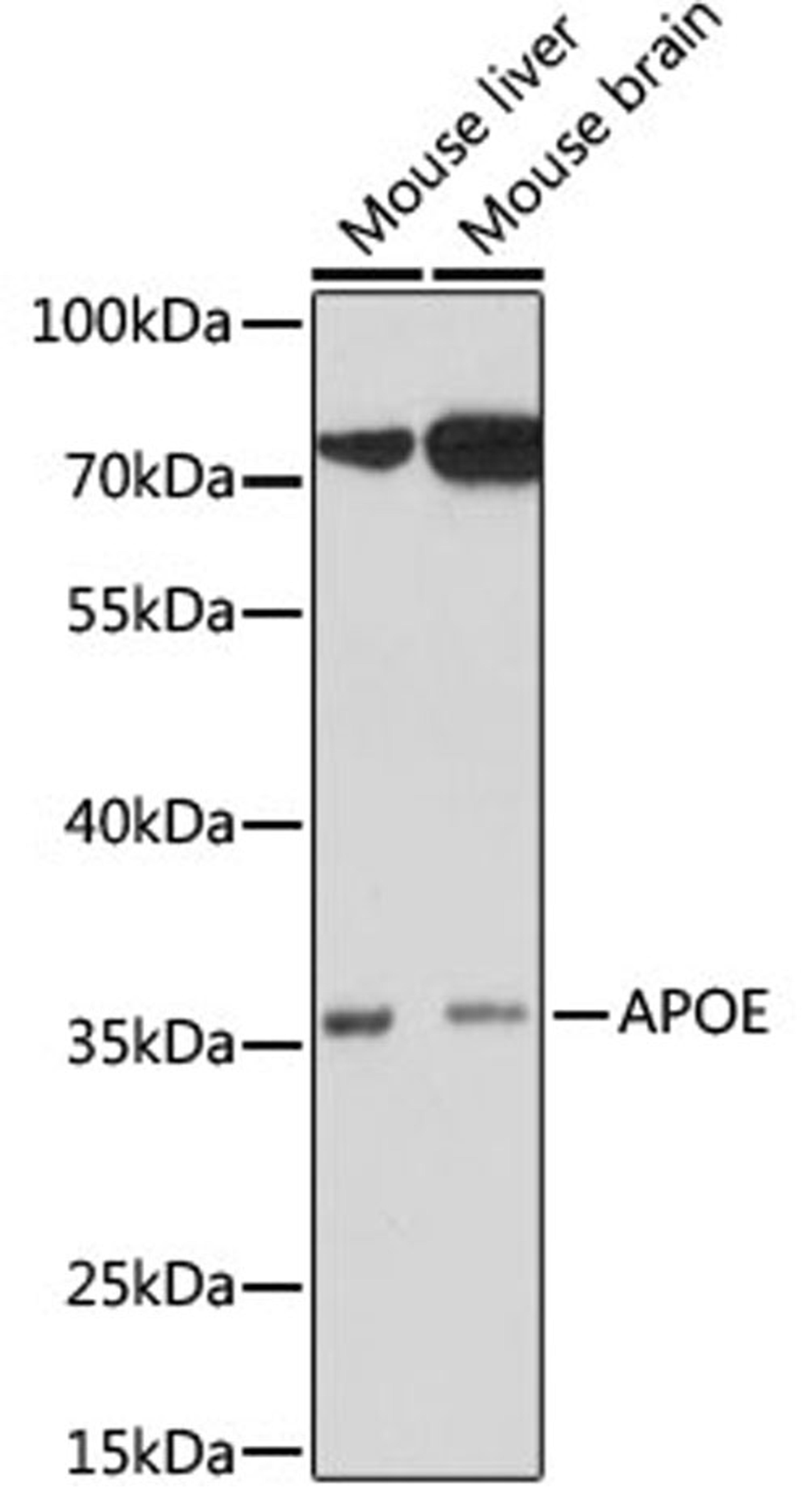 Western blot - Apoe antibody (A16344)