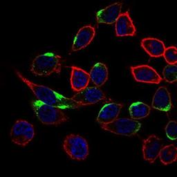 Immunocytochemistry/Immunofluorescence: NrCAM Antibody (7D8C5) [NBP2-37379] - Immunofluorescence analysis of HepG2 cells using NRCAM mouse mAb (green). Blue: DRAQ5 fluorescent DNA dye. Red: Actin filaments have been labeled with Alexa Fluor-555 phalloidin.