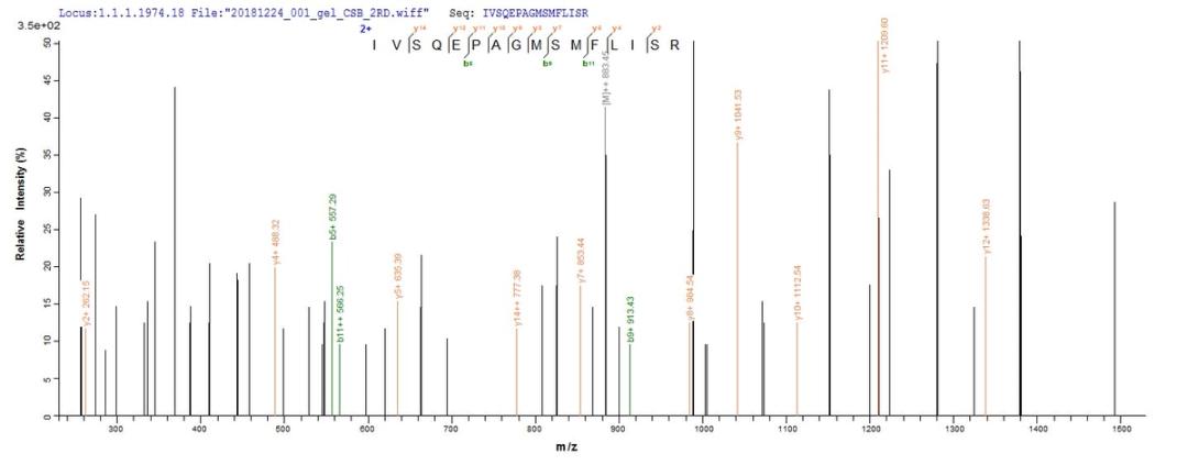 Based on the SEQUEST from database of Baculovirus host and target protein, the LC-MS/MS Analysis result of CSB-BP007205MO could indicate that this peptide derived from Baculovirus-expressed Mus musculus (Mouse) Dsg3.