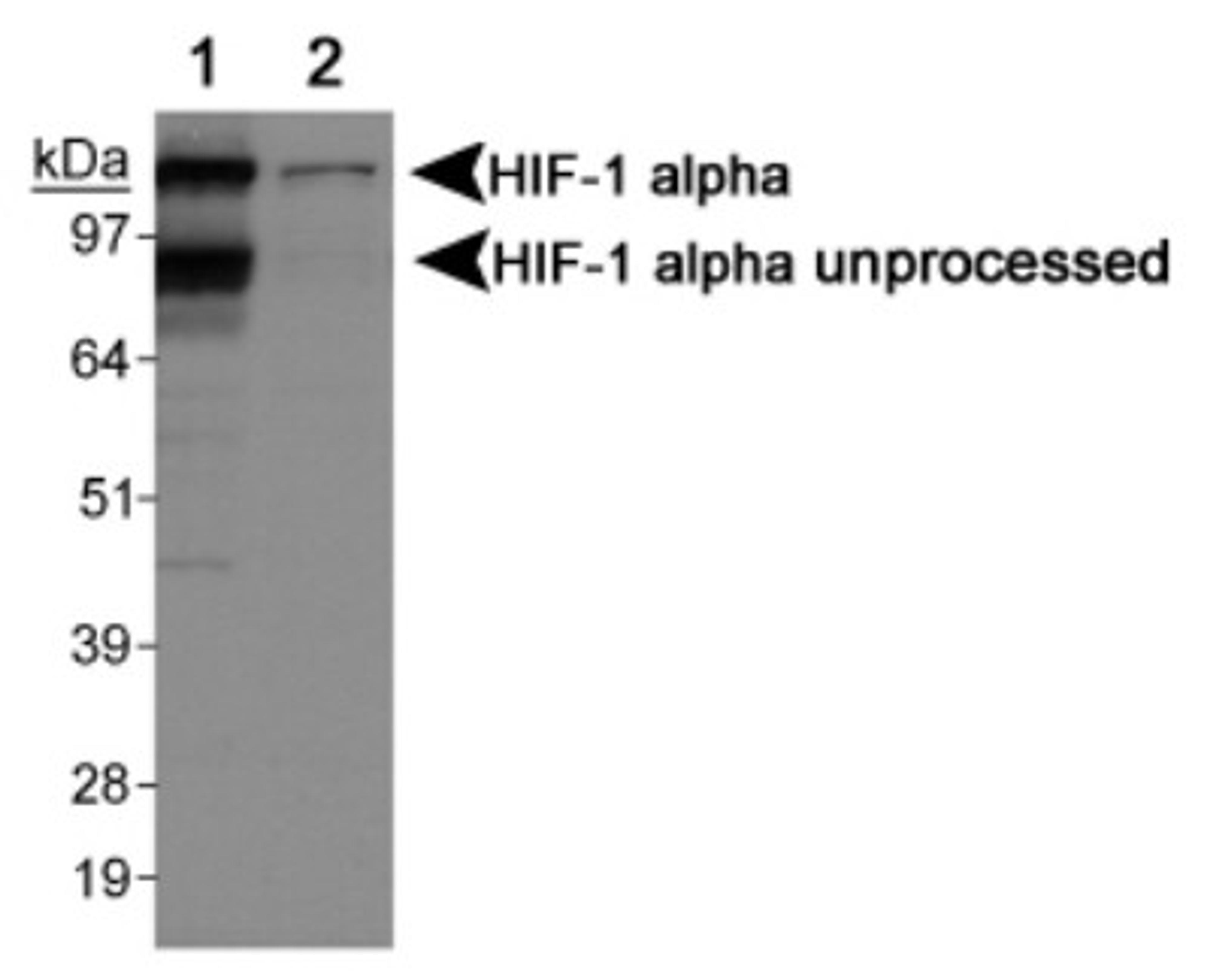 Western Blot: HIF-1 alpha Antibody [NBP1-02160] - Detection of HIF-1 alpha using NBP1-02160.  Lane 1: COS7 CoCl treated cells  Lane 2: COS7 untreated cells.