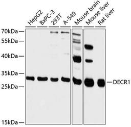 Western blot - DECR1 antibody (A13014)