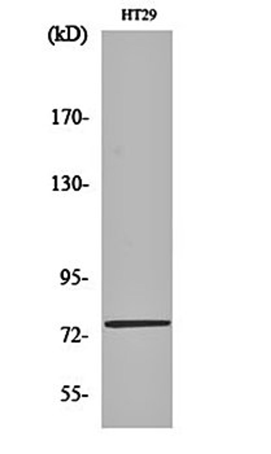 Western blot analysis of HT29 cell lysates using CRSP77 antibody