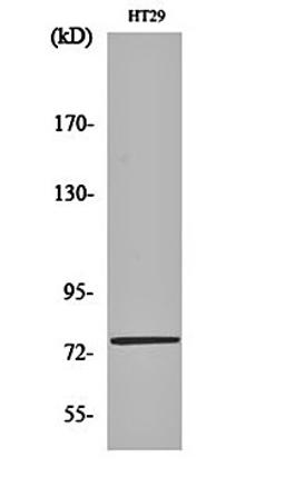 Western blot analysis of HT29 cell lysates using CRSP77 antibody