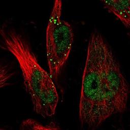 Immunofluorescence: PRG2 Antibody [NBP1-88573] - Staining of human cell line U-251 MG shows positivity in nucleus but not nucleoli & vesicles.