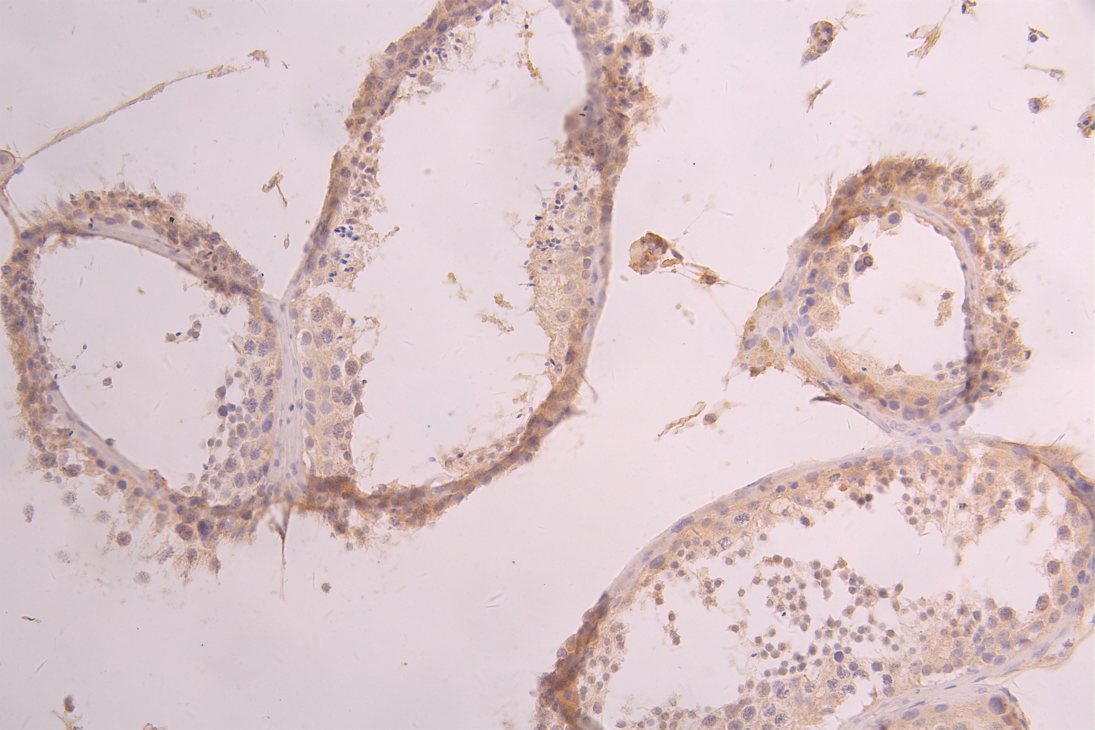 IHC image of CSB-RA001950MA2HU diluted at 1:50 and staining in paraffin-embedded human testis tissue performed on a Leica BondTM system. After dewaxing and hydration, antigen retrieval was mediated by high pressure in a citrate buffer (pH 6.0). Section was blocked with 10% normal goat serum 30min at RT. Then primary antibody (1% BSA) was incubated at 4°C overnight. The primary is detected by a Goat anti-human polymer IgG labeled by HRP and visualized using 0.05% DAB.