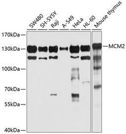 Western blot - MCM2 antibody (A1056)