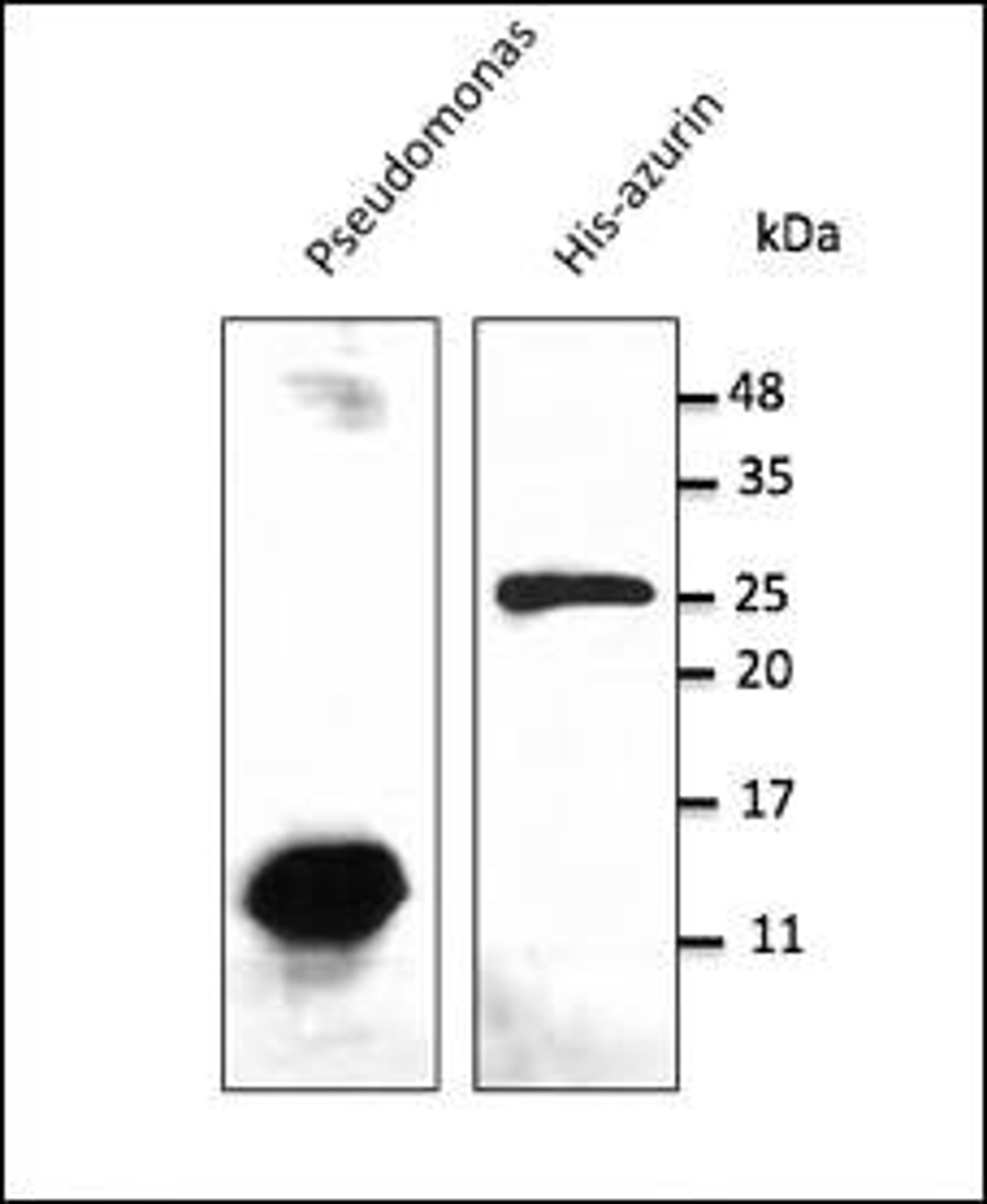 Anti-azurin Ab at 1/2,500 dilution;100?g of total protein or 50 ng of recombinant protein per lane; rabbit polyclonal to goat IgG (HRP)at 1/10,000 dilution;