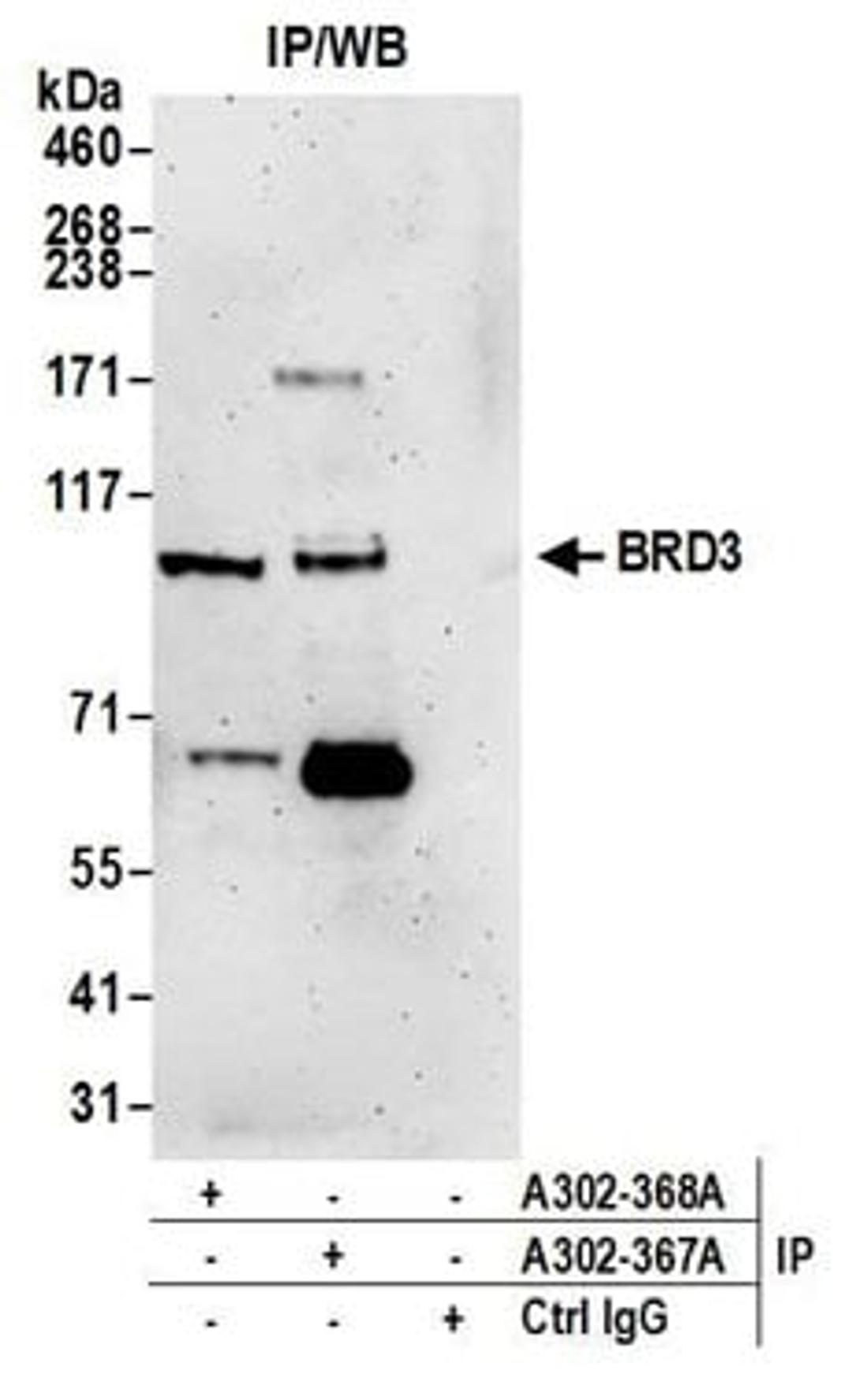 Detection of human BRD3 by western blot of immunoprecipitates.