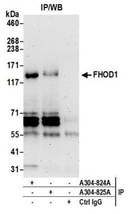 Detection of human FHOD1 by western blot of immunoprecipitates.