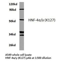 Western Blot: HNF4 alpha/gamma Antibody [NB100-92338] - Extracts from A549 cells.