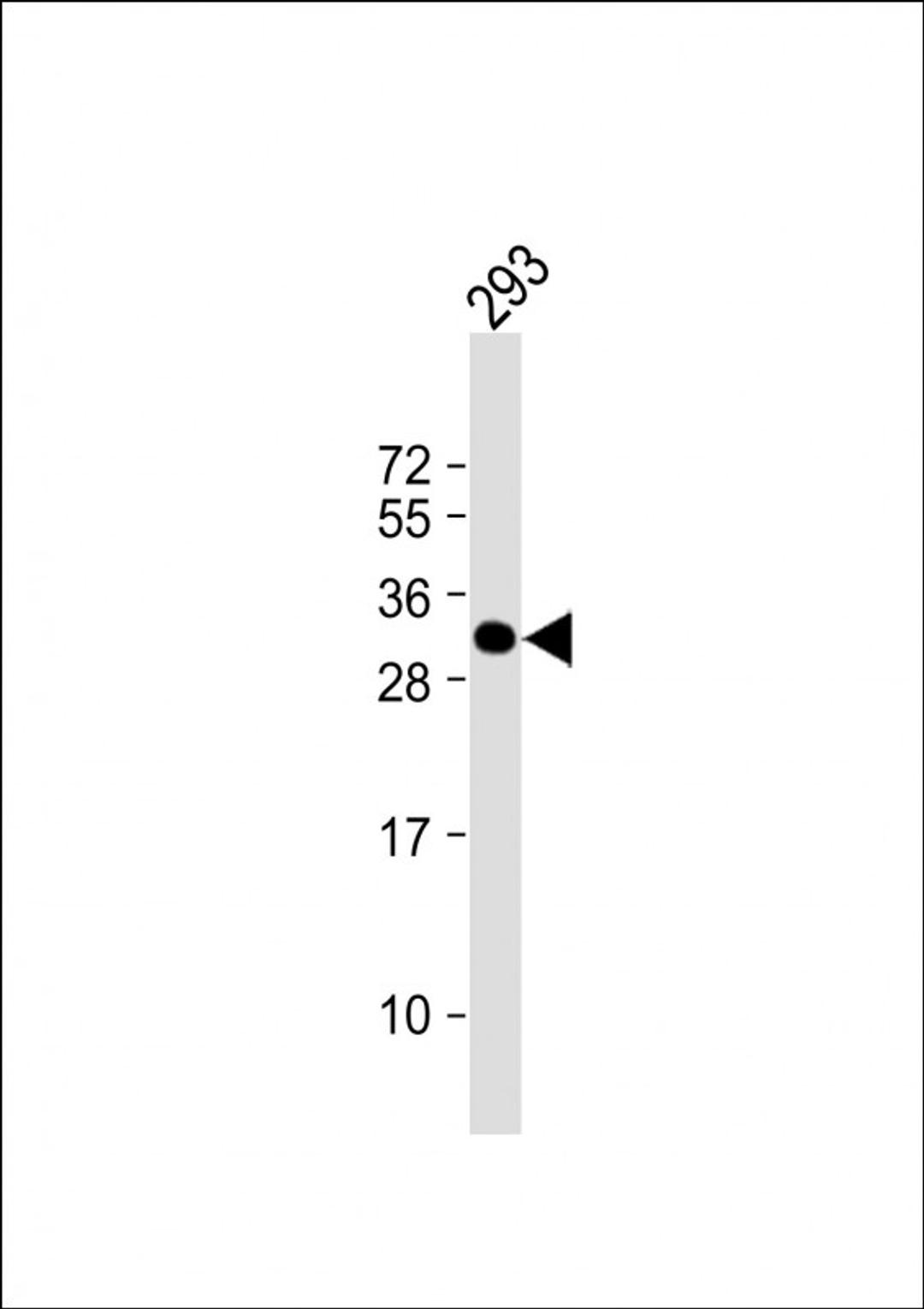 Western Blot at 1:1000 dilution + 293 whole cell lysate Lysates/proteins at 20 ug per lane.